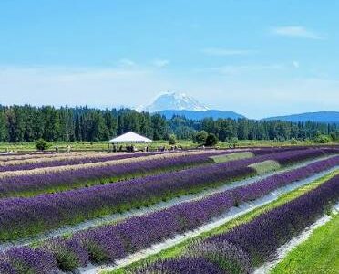 lavender mtrainier