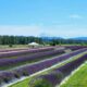 lavender mtrainier